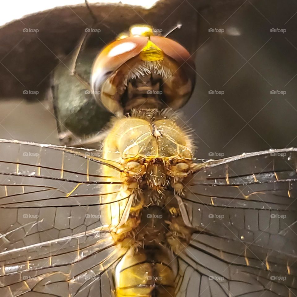 Autumn colors- dragonfly macro under outdoor light at night.