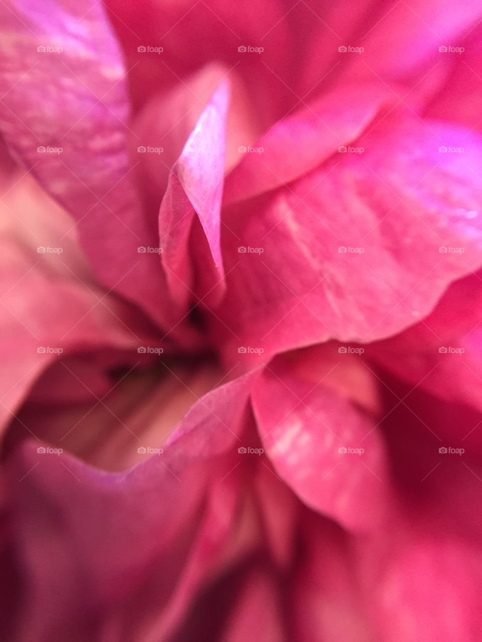 Pink Rose petals in closeup