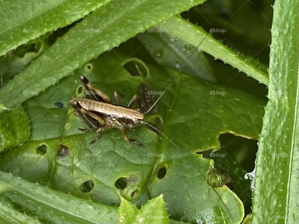 Grasshopper 