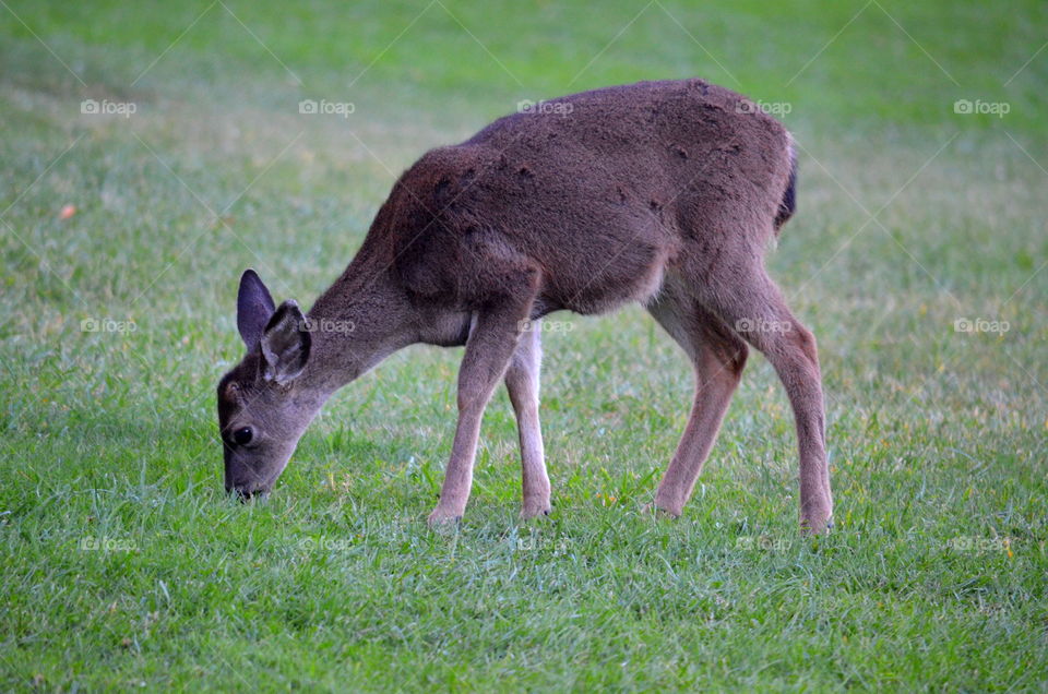 My deer, will you please Stop eating the lawn?!  😊🌱