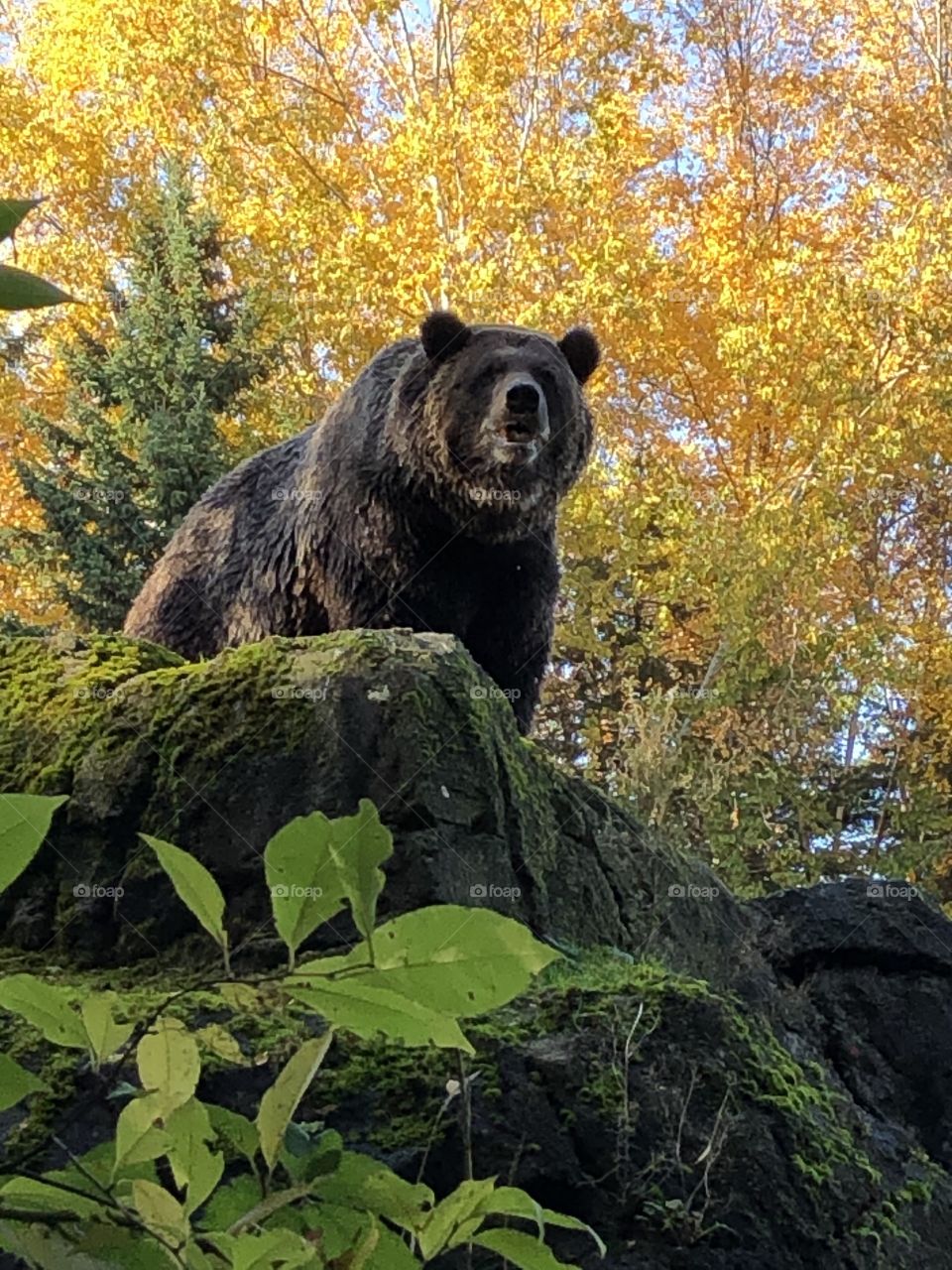 Bear on rock