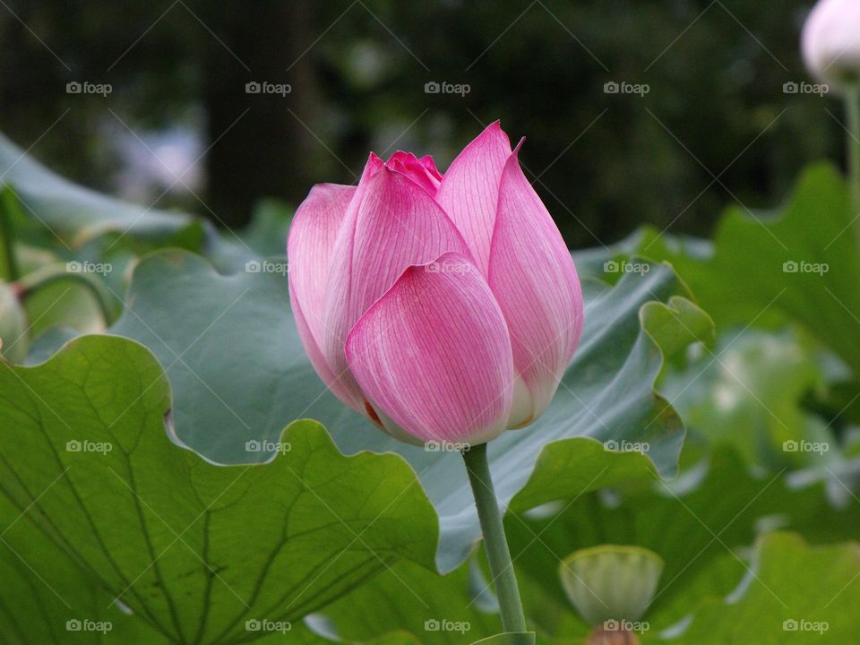 lotus