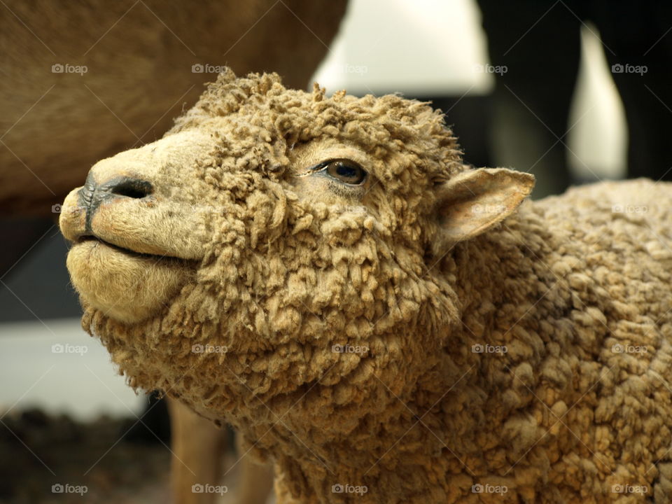 Sheep