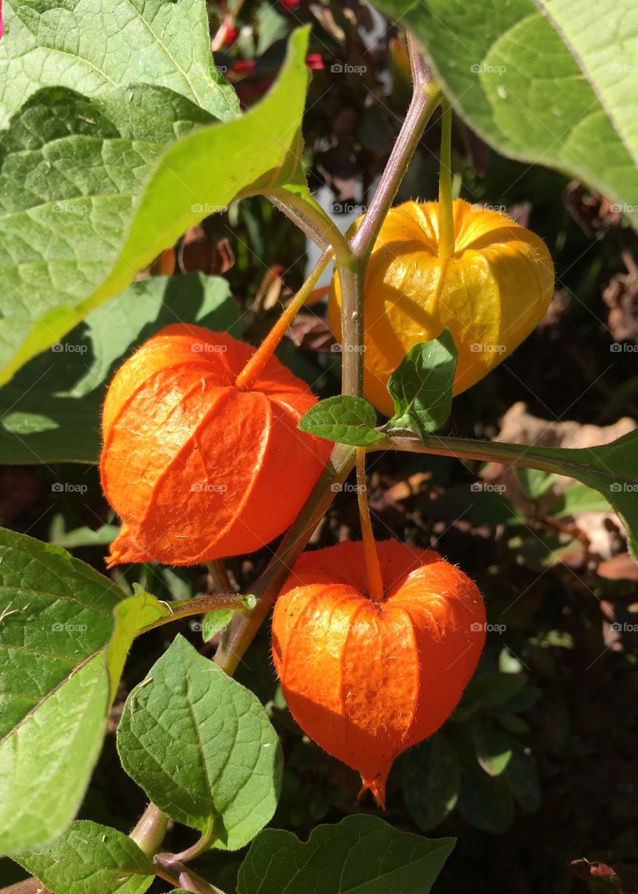 Leaf, Nature, No Person, Fruit, Food