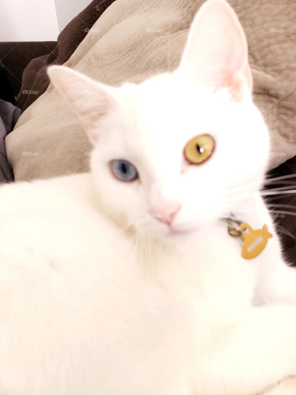 unique kitty eyes