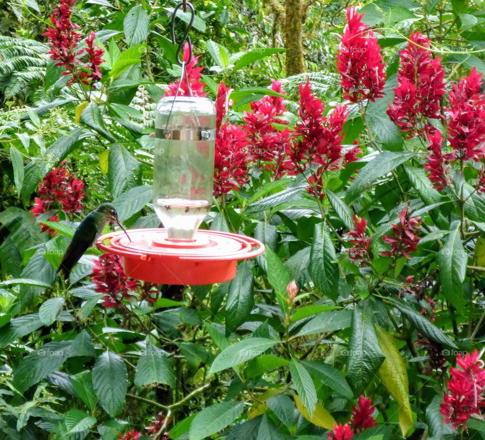 Hummingbird feeder in the garden