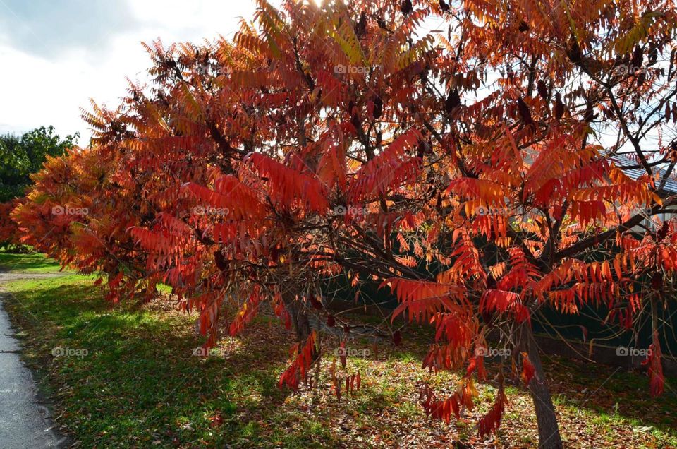 Золотая осень