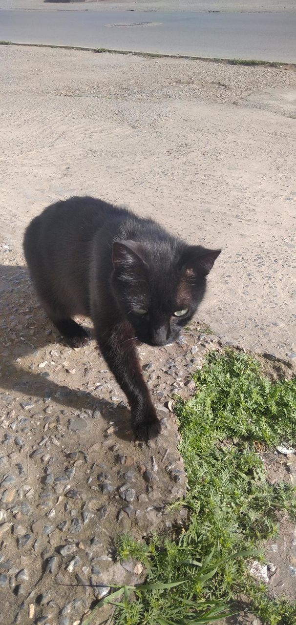 Lovely cat