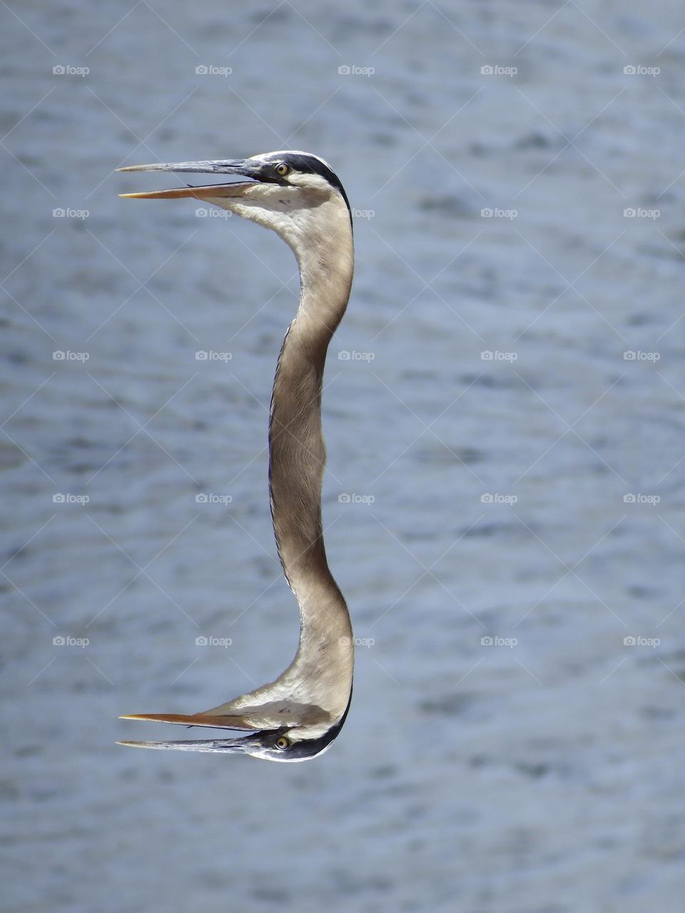 Very unusual heron reflection.