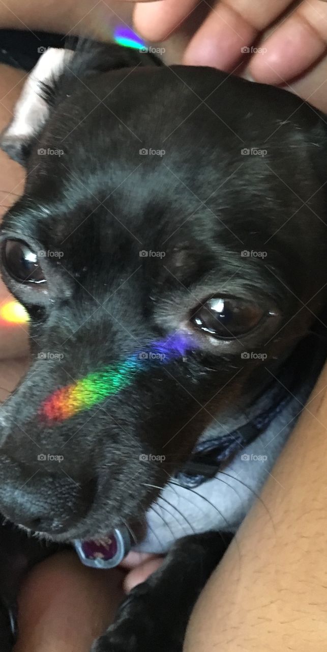 Black chihuahua with rainbow light on her face 