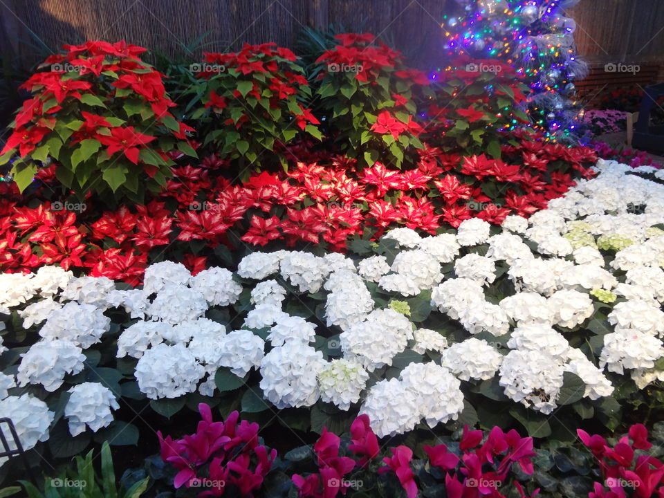 Christmas Flower Show