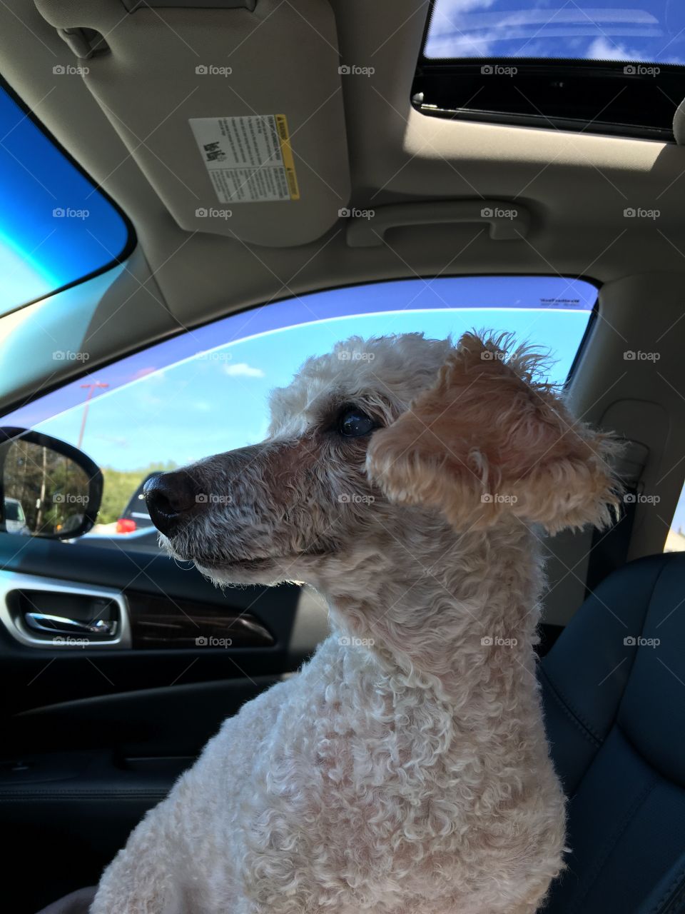 Waiting in car for his "Daddy" to return! 