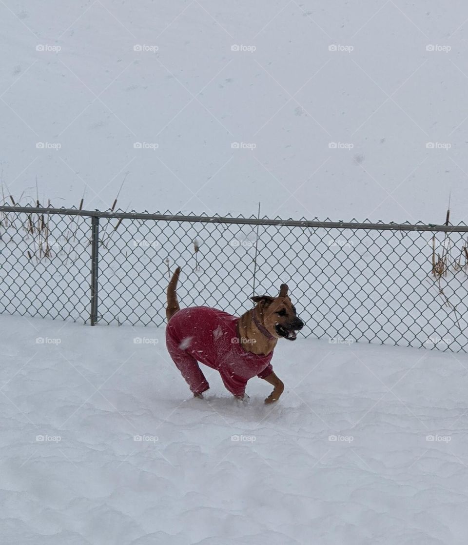 Bull mastiff running in the snow