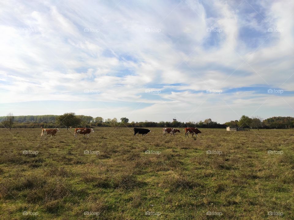 Zasavica Nature Wildlife Reserve Sremska Mitrovica cattle returns to stable in the evening