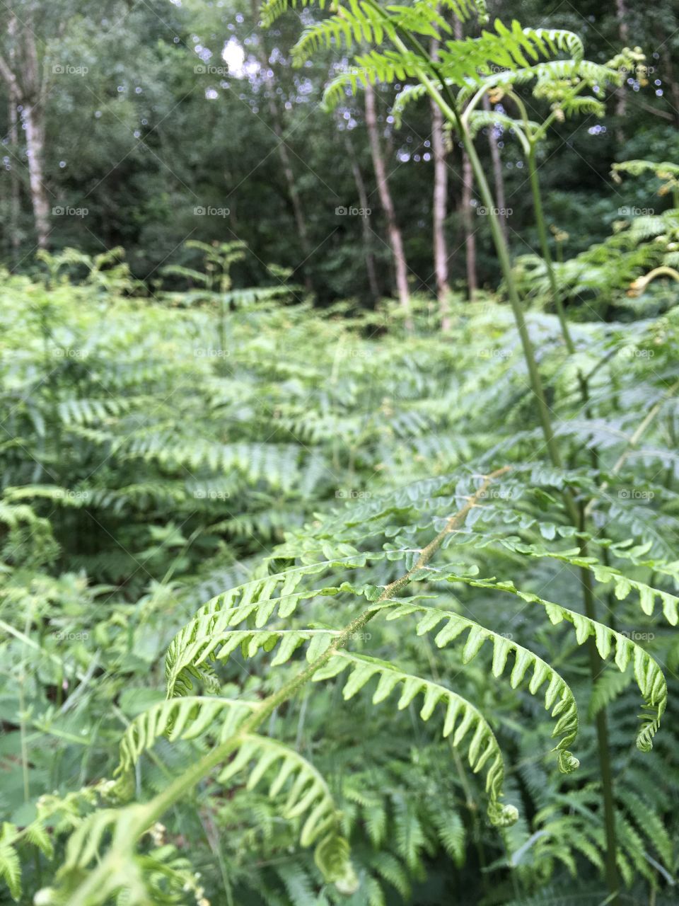 Thicket of ferns in a forest with trees in the background, showing one plant in close up