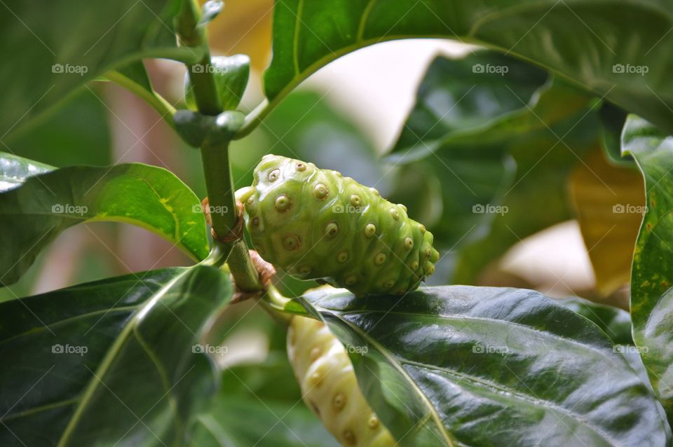 Noni fruit on tree with green leaves