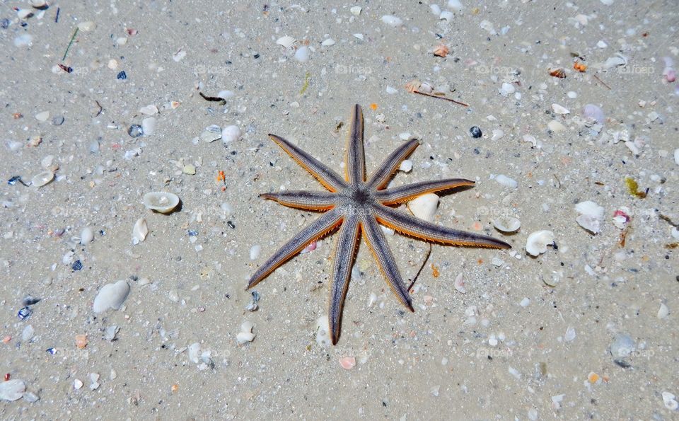 Colorful Starfish Found on Honeymoon Beach in Florida