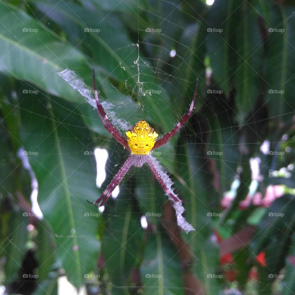 Little spider on the park