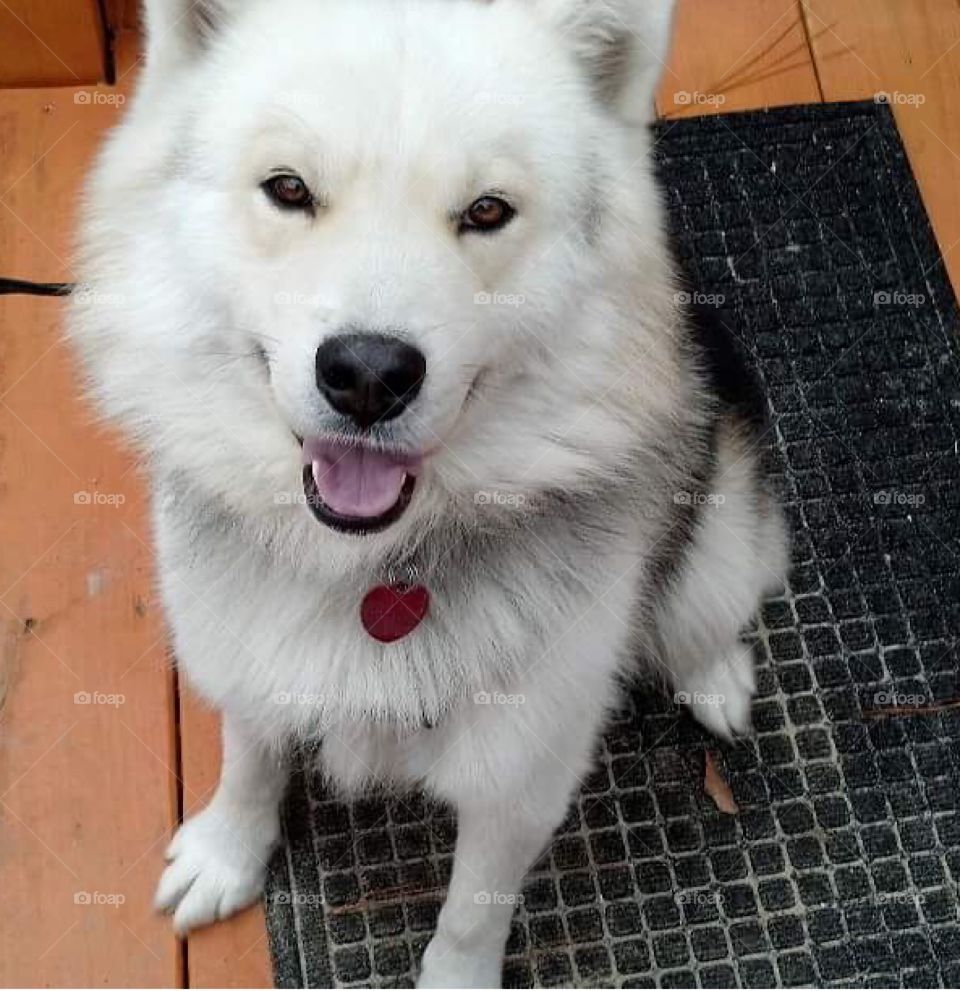 This Gorgeous Siberian Husky is just so Happy to see his owners after a long hard day at work 