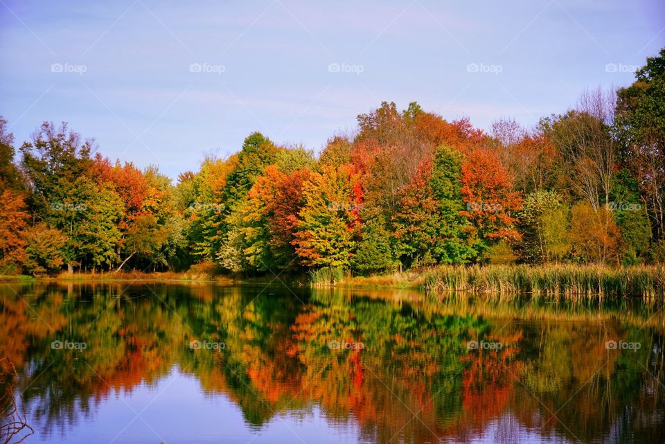 Colorful Trees in the Fall Near a Lake 