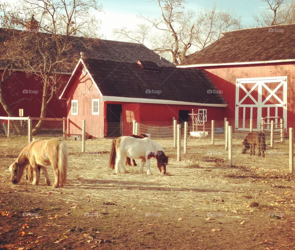 Barnyard Ponies