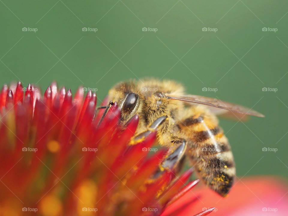 Honey bee searching for nectar