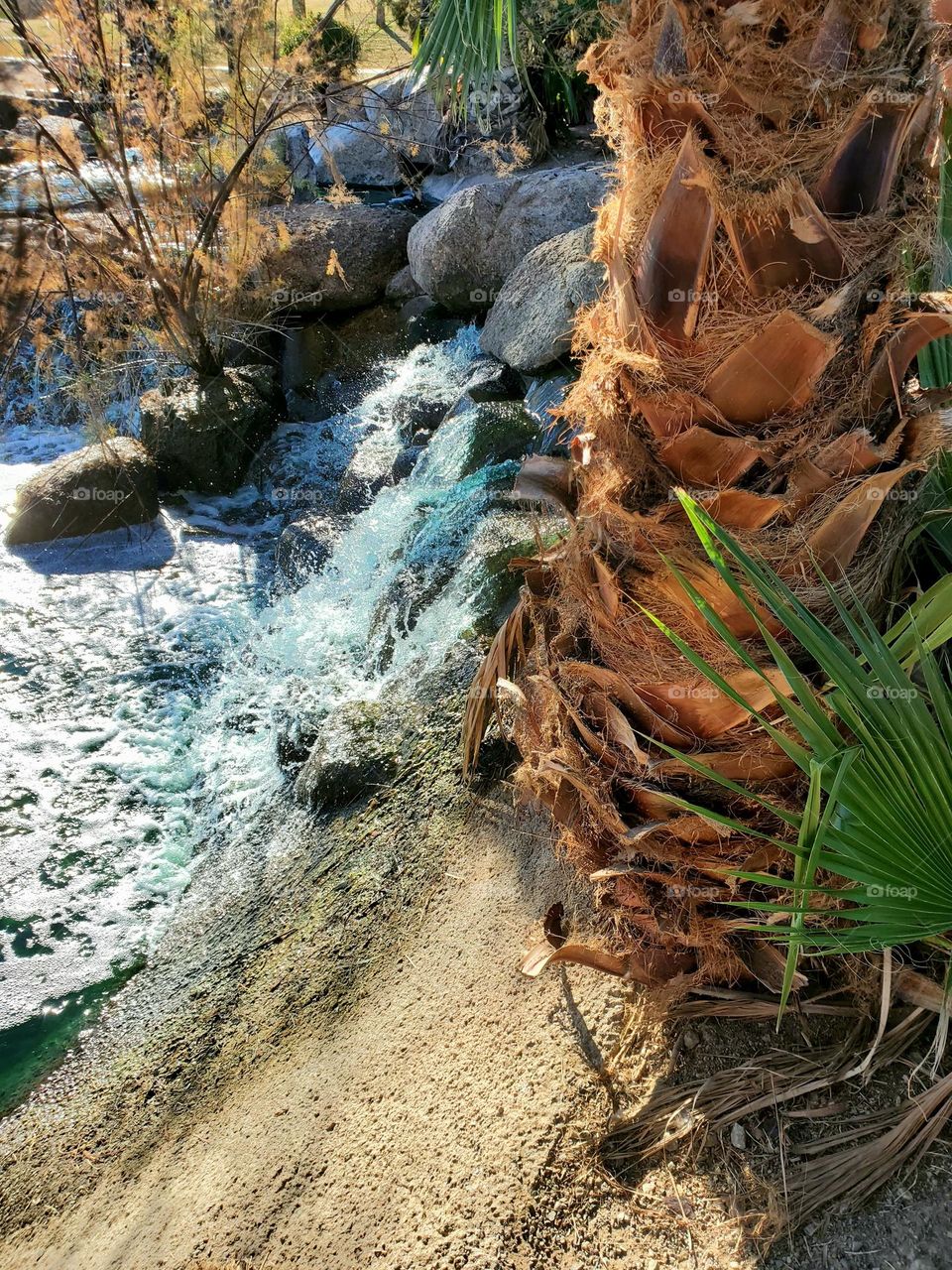 Palm Tree by the Waterfall