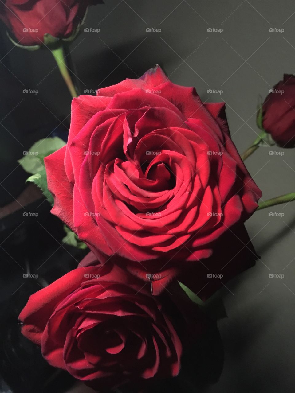 An old red rose is accented with light from above and casts its shadow onto the darkened background.