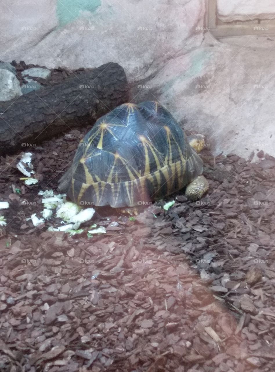 Large tortoise