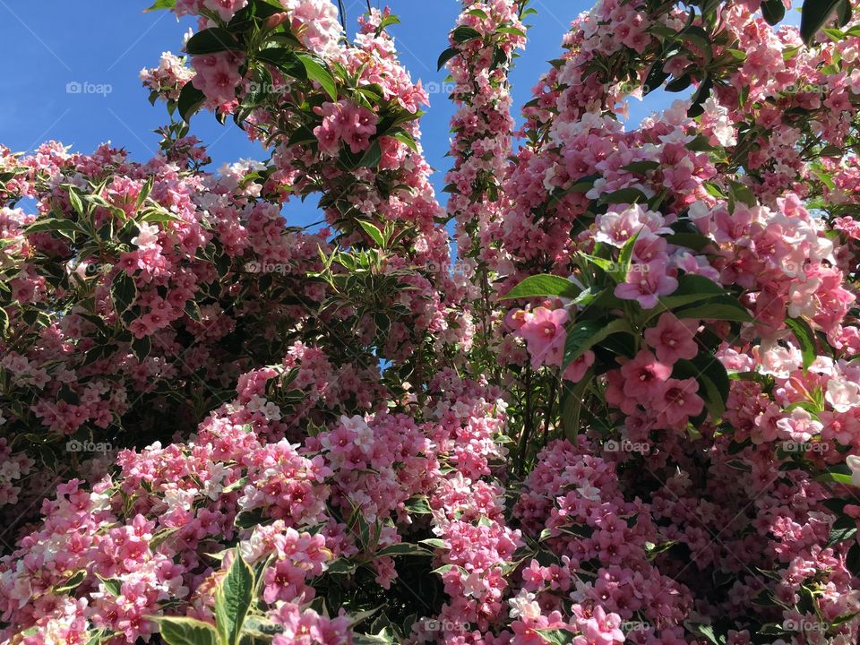 Low angle view of pink flowers