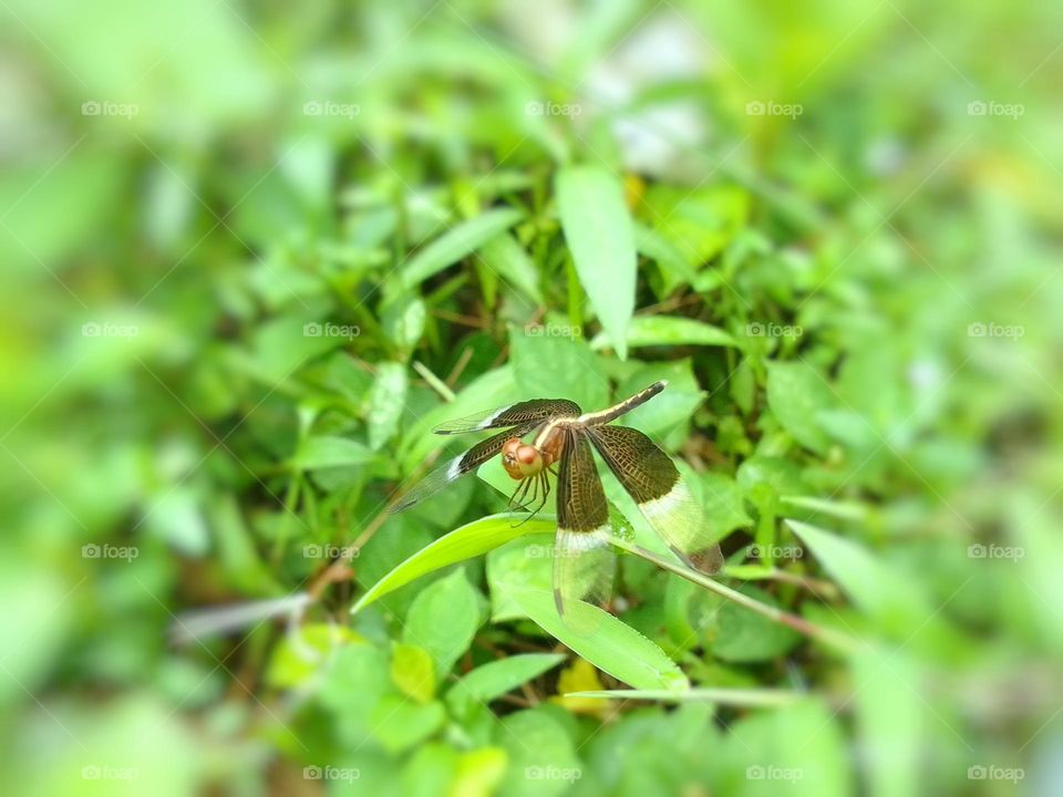 dragonfly  sri lanka