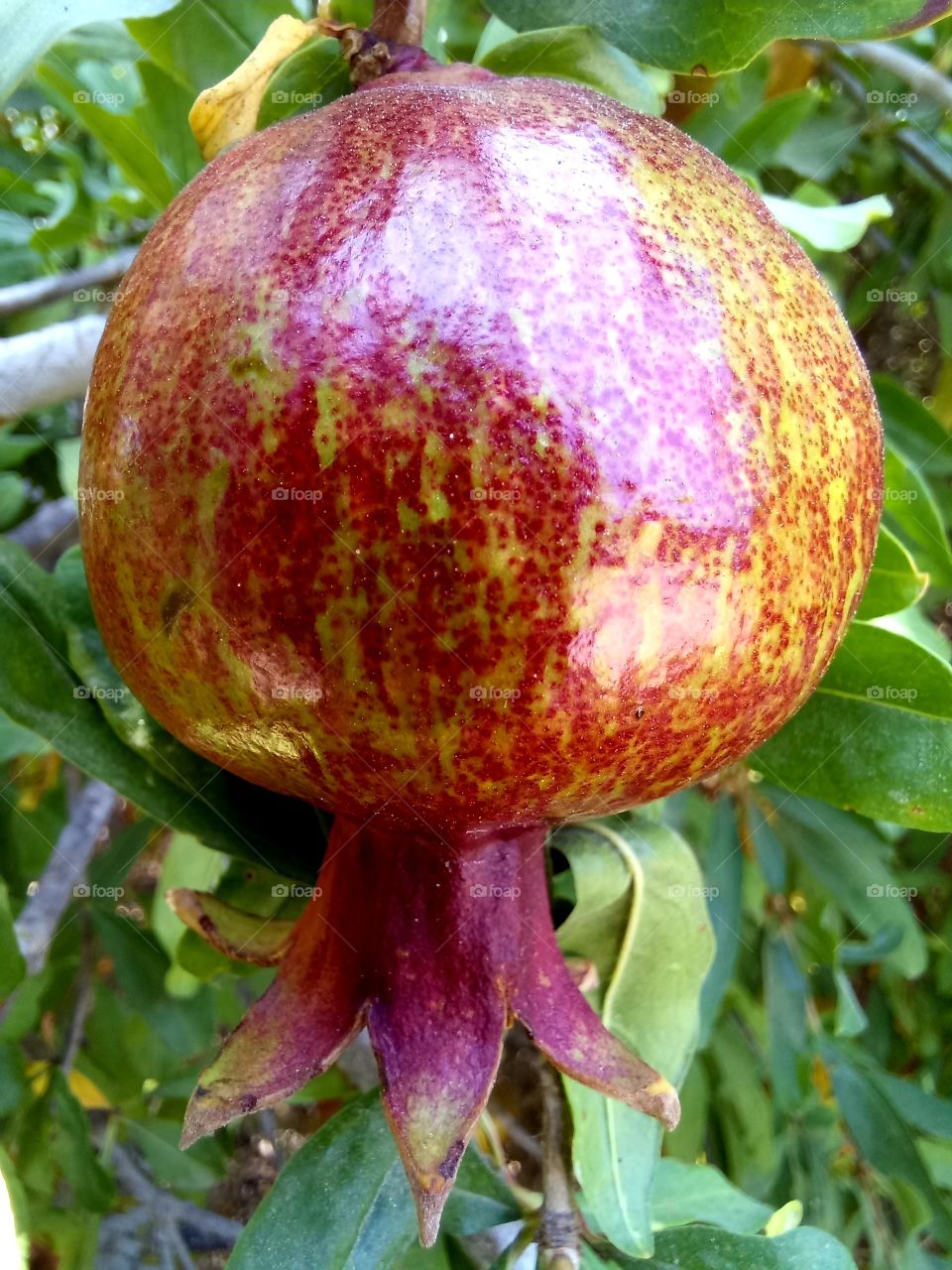 Granatum fruit