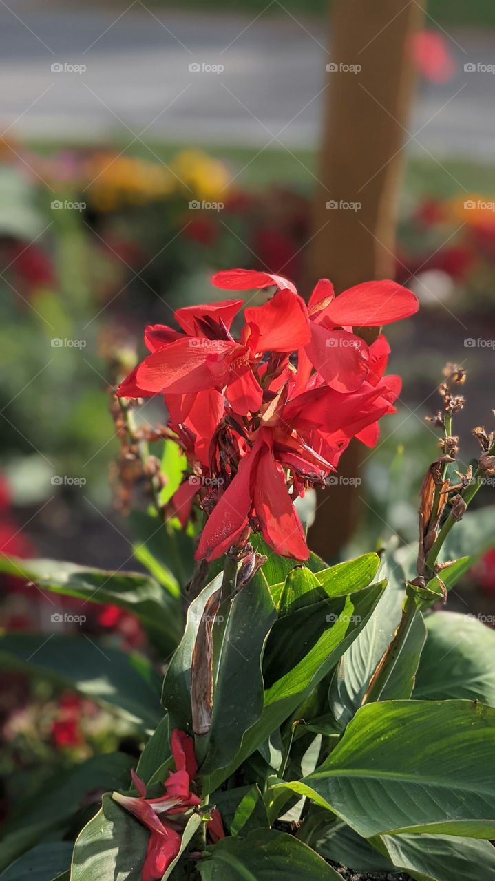 red flower in the garden