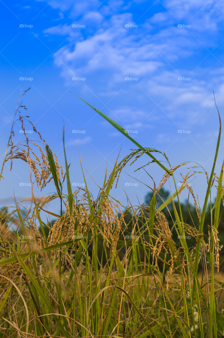 Rice plants. Rice is one of the main crop in India, where as India is the world's 2nd largest producer of rice. Rice is a basic food crop and being a tropical plant, it flourishes in hot and humid climate. One of the flora of 2019.