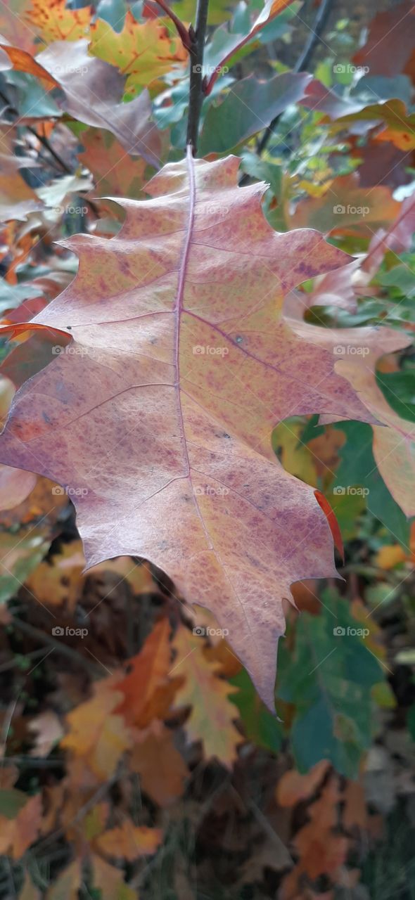 Colourful oak leaf in the forest in autumn