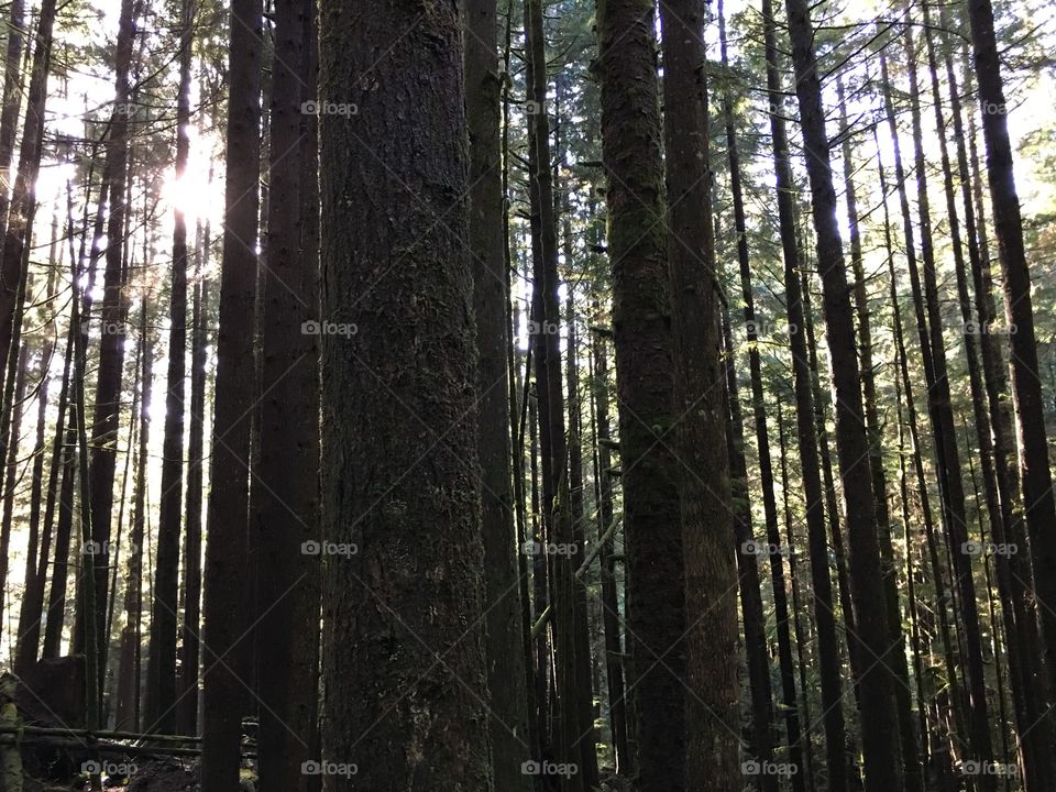 Trees in the forest