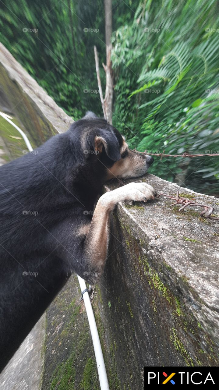 My dog is searching some things.