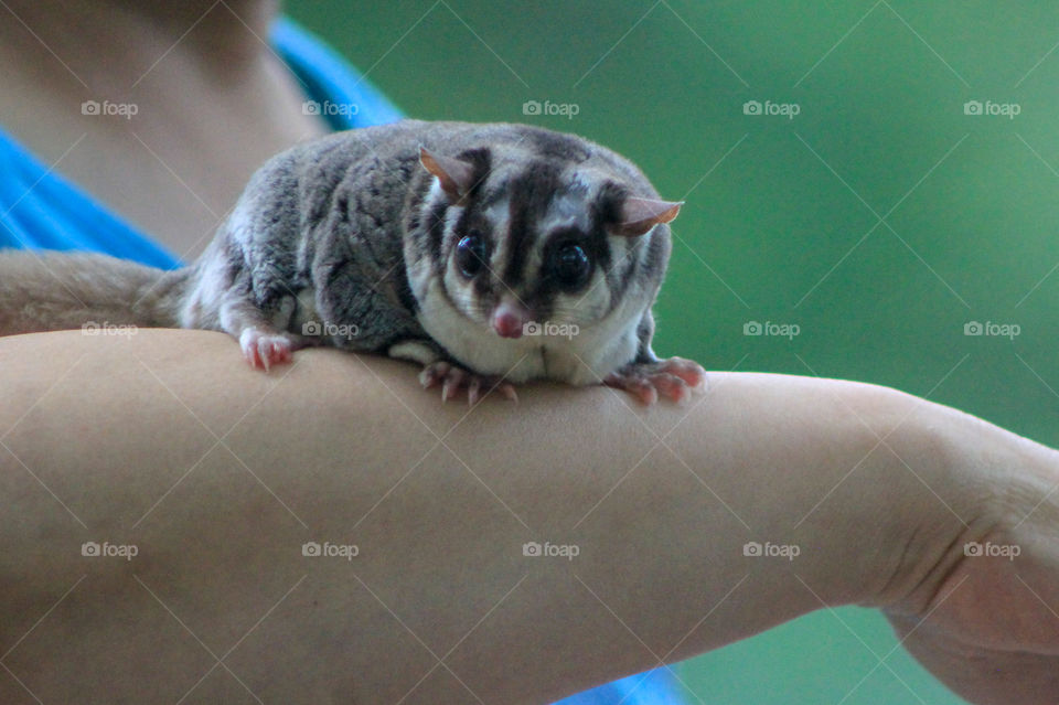 It was like a small trip to Australia on our visit to the Kangaroo Farm this summer. This adorable Sugar Glider would have preferred to be sleeping since she’s nocturnal but she was also curious & cuddly so enjoyed our visit. 💖