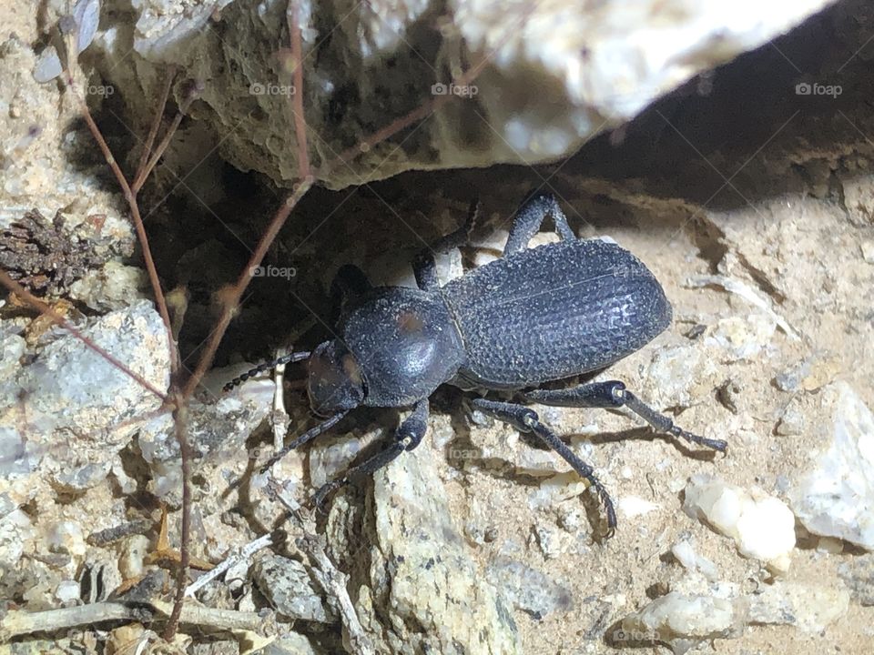 Darkling beetle scavenging at nightfall