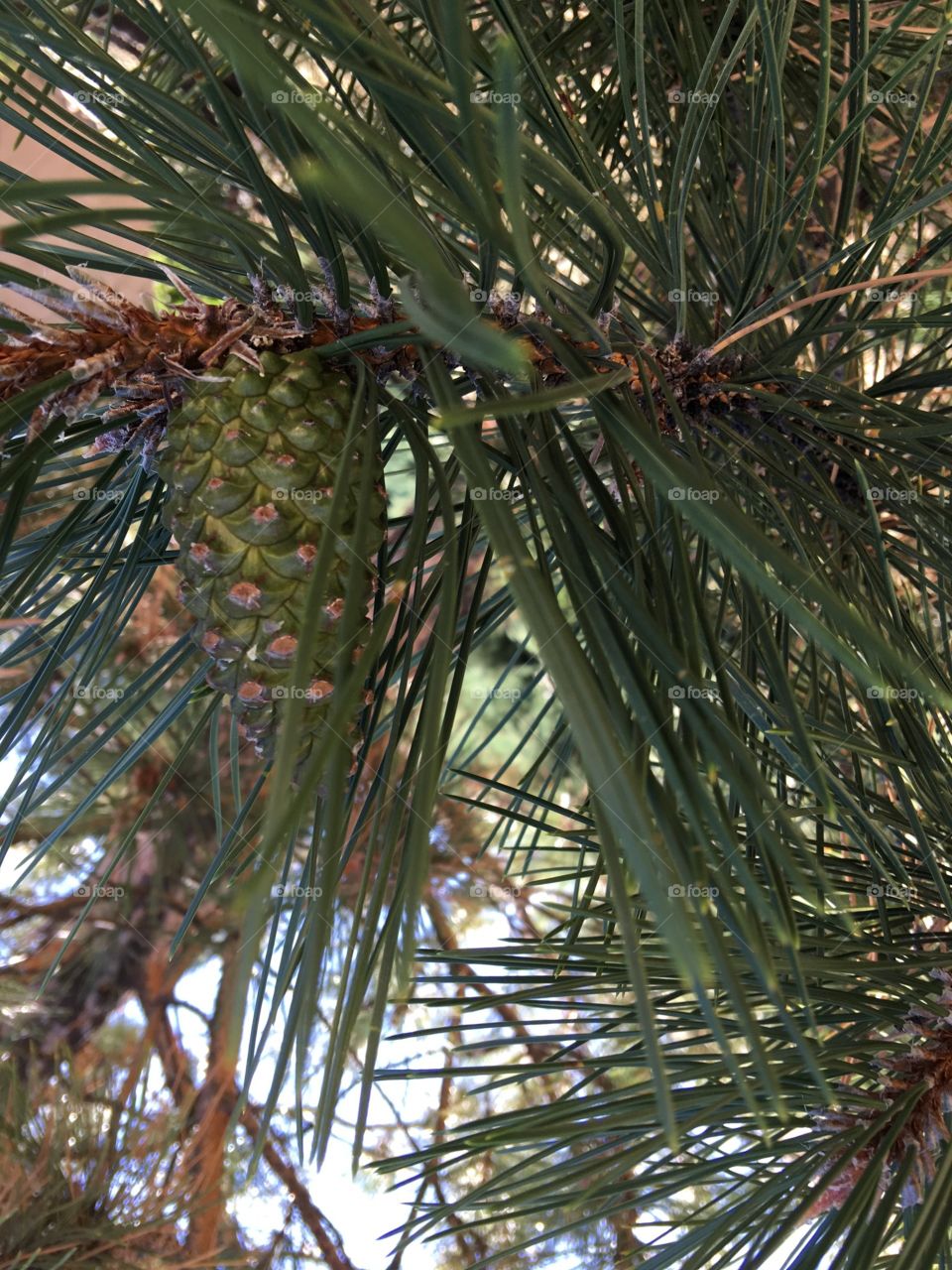 Young pine cone with mama pine top