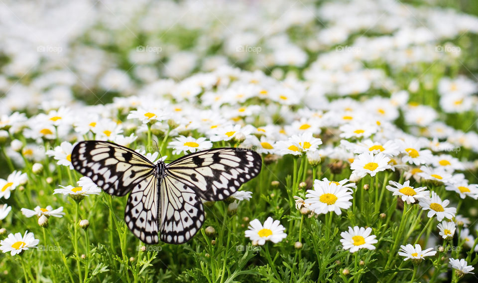 Daisies field with butterfly 