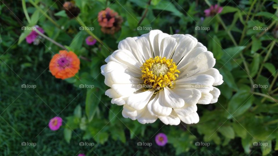 flower in sunlight