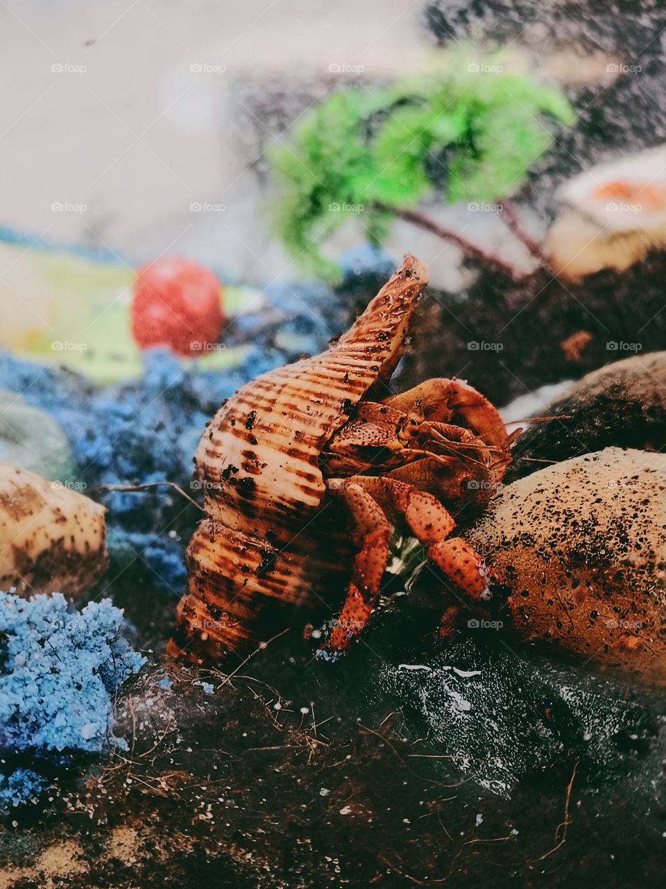 Hermit crab mounting sponge