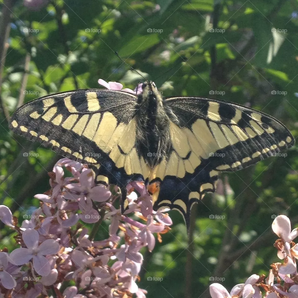 Butterfly5