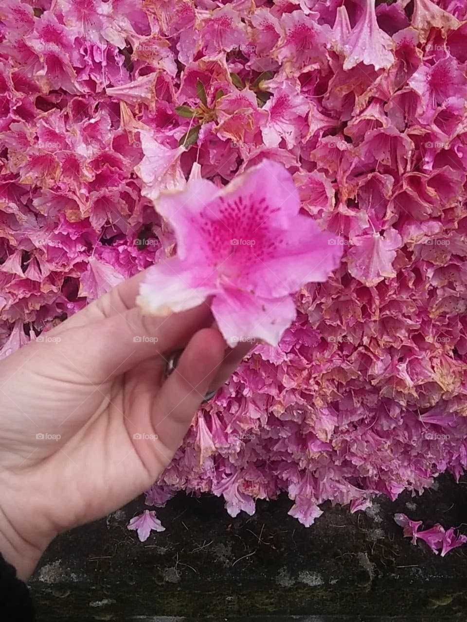 pretty pink flowers