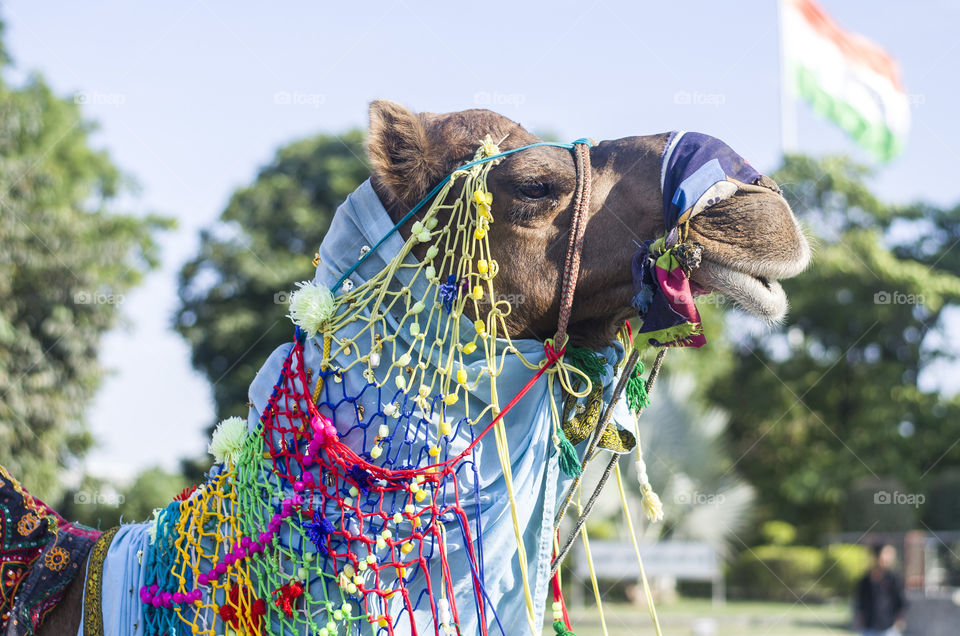 Indian Camel with Indian Flag