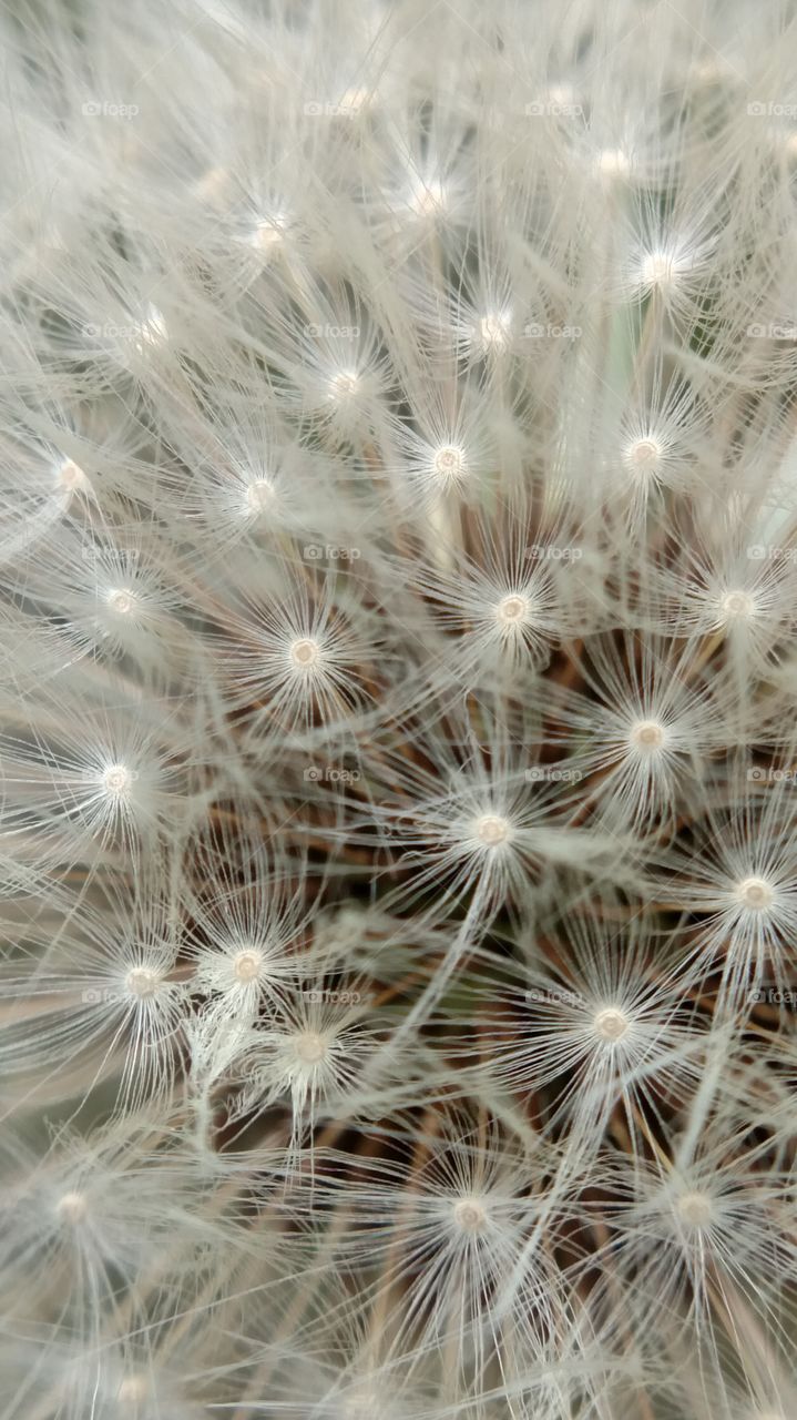 Dandelion Seeds