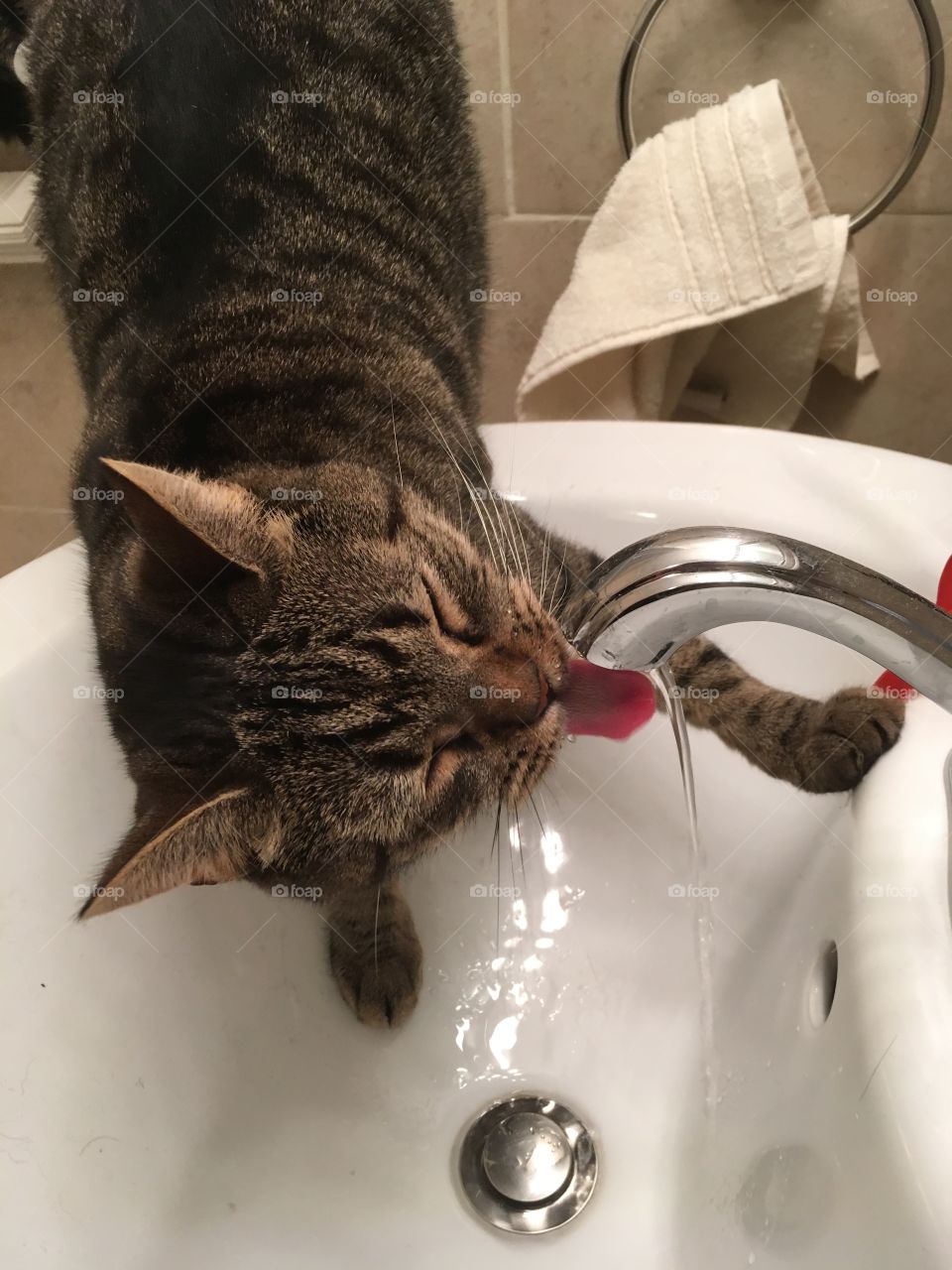 Sink kitty 