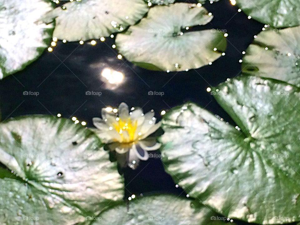 Sparkles of light on the water lily