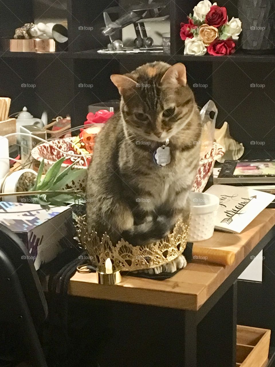 Cat helping to clean